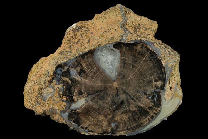 Petrified Wood (Schinoxylon) Round - Blue Forest, Wyoming #162923